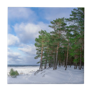 Pinienwald an der Küste Lettlands Fliese