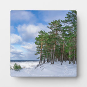 Pinienwald an der Küste Lettlands Fotoplatte