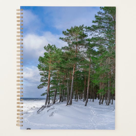 Pinienwald an der Küste Lettlands Planer (Vorderseite)