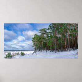 Pinienwald an der Küste Lettlands Poster