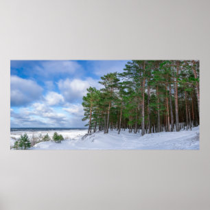 Pinienwald an der Küste Lettlands Poster