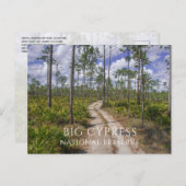 Pinienwald, gesägte Palmettos, Big Cypress NP Postkarte (Vorne/Hinten)