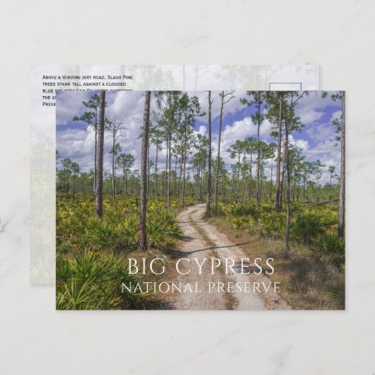 Pinienwald, gesägte Palmettos, Big Cypress NP Postkarte (Vorne/Hinten)