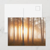 Pinienwald-Landschaft Postkarte (Vorne/Hinten)