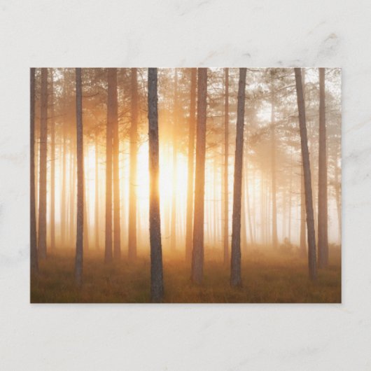 Pinienwald-Landschaft Postkarte (Vorderseite)