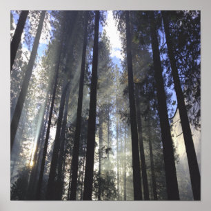 Pinienwald mit sonniger Natur Poster