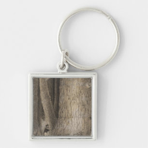 Pinienwald, Oregon Schlüsselanhänger