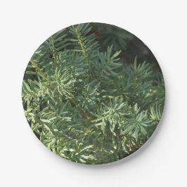 Pinienwald Pappteller