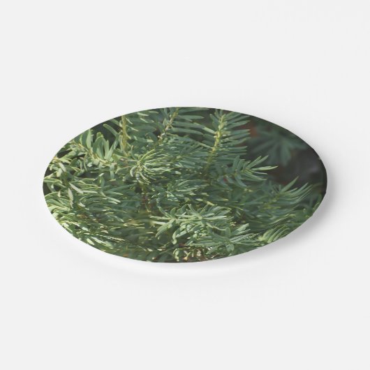 Pinienwald Pappteller (Schrägansicht)