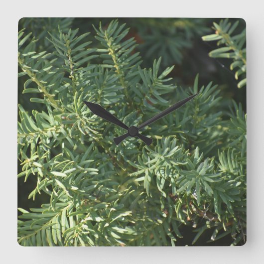 Pinienwald Quadratische Wanduhr (Vorderseite)