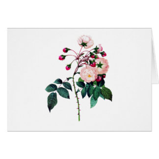 Pink Adelaide D'Orleans Rose von Pierre Redoute