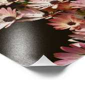 Pink African Daisy Blume 8x10 Fotodruck (Ecke)