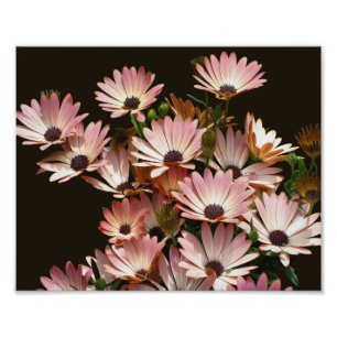 Pink African Daisy Blume 8x10 Fotodruck