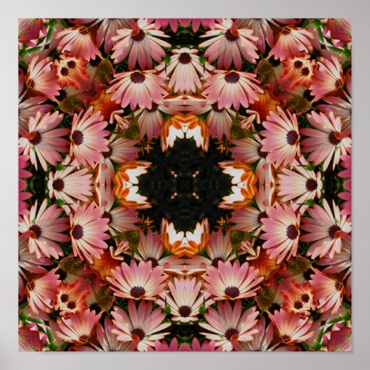Pink African Daisy Blume Abstrakt Poster (Vorne)