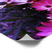 Pink African Daisy Blume Abstrakt Poster (Ecke)