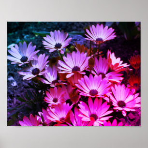 Pink African Daisy Blume Abstrakt Poster