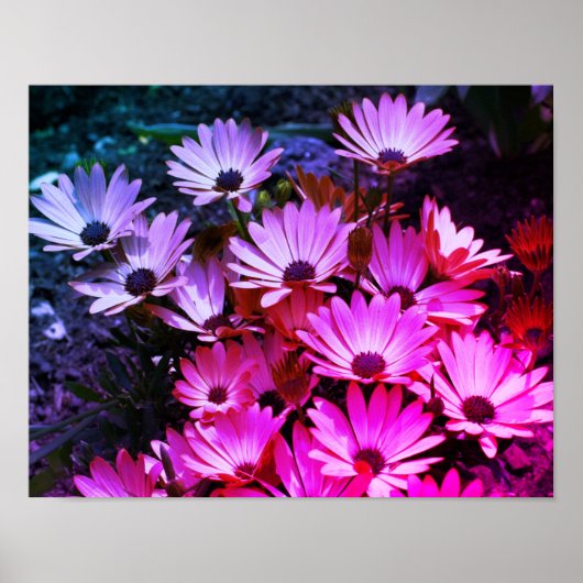Pink African Daisy Blume Abstrakt Poster (Vorne)