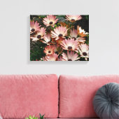 Pink African Daisy Blume Leinwanddruck (Insitu (Wohnzimmer))
