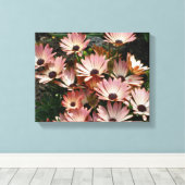 Pink African Daisy Blume Leinwanddruck (Insitu (Holzboden))