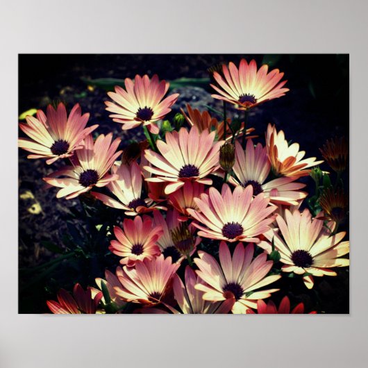 Pink African Daisy Blume Poster (Vorne)