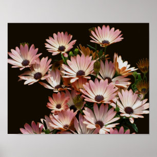 Pink African Daisy Blume Poster