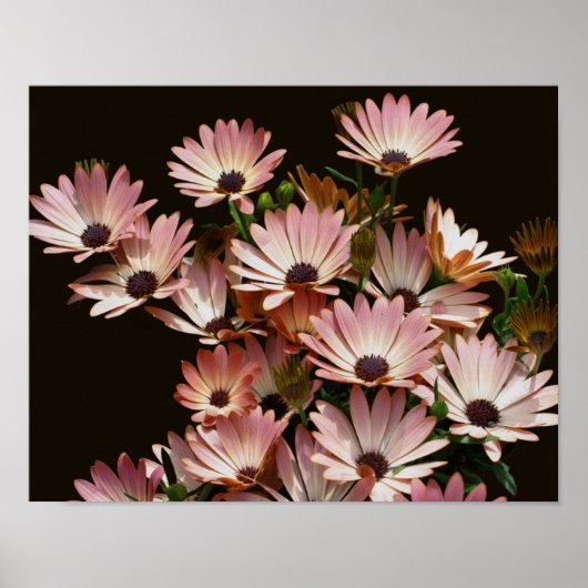 Pink African Daisy Blume Poster (Vorne)