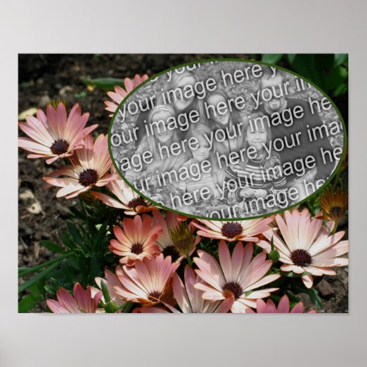 Pink African Daisy Frame erstellen Sie Ihr eigenes Poster (Vorne)