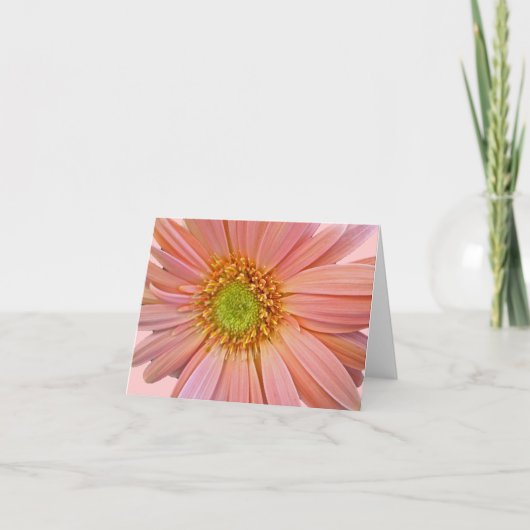 Pink African Daisy Note Card Karte (Vorderseite)