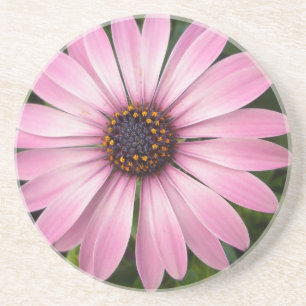 Pink African Daisy Untersetzer