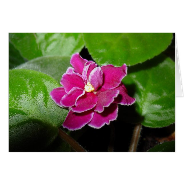 Pink African Violet Blank Card (Vorderseite (Horizontal))