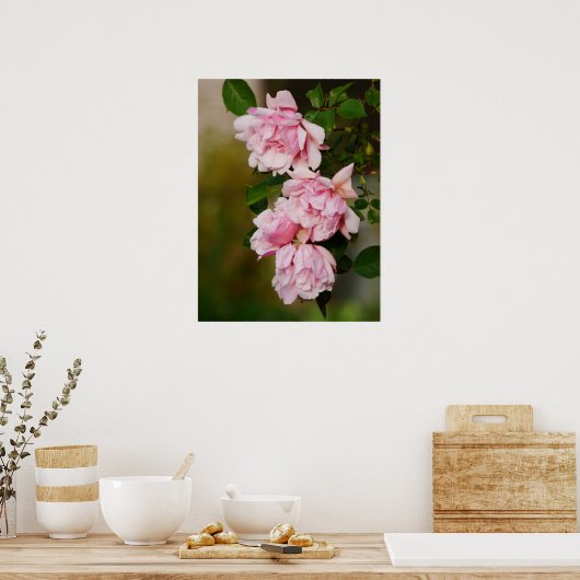 Pink Albertine Rose Poster (Küche)