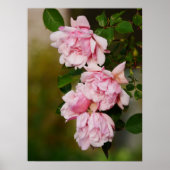 Pink Albertine Rose Poster (Vorne)