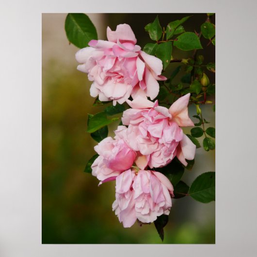 Pink Albertine Rose Poster (Vorne)