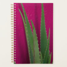 Pink Aloe - Kunst - Aloe Vera gegen Rosa