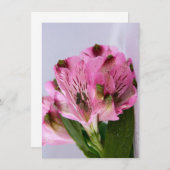 Pink Alstroemeria-4 Einladung (Vorne/Hinten)