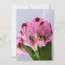 Pink Alstroemeria-4