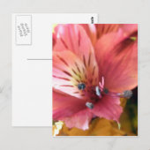 Pink Alstroemeria Blume Lilies Blume Foto Postkarte (Vorne/Hinten)