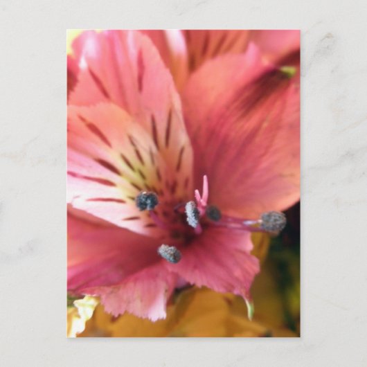 Pink Alstroemeria Blume Lilies Blume Foto Postkarte (Vorderseite)