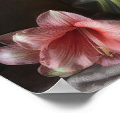 Pink Amaryllis Blume Art Print Poster (Ecke)