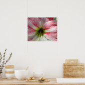 Pink Amaryllis Plakat für die Rahmung (Küche)