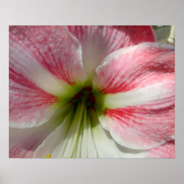 Pink Amaryllis Plakat für die Rahmung