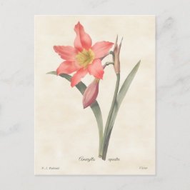 Pink Amaryllis Vintag Botanische Illustration Postkarte