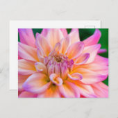 Pink and Cream Dahlia Postkarte (Vorne/Hinten)