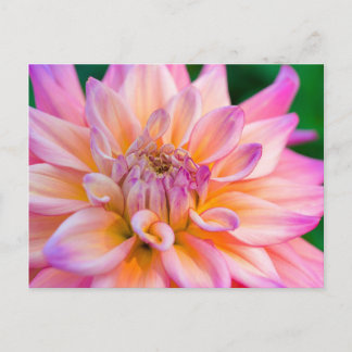 Pink and Cream Dahlia Postkarte