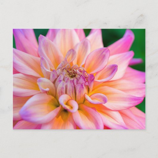 Pink and Cream Dahlia Postkarte (Vorderseite)