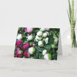 Pink and White Peony Buds Greeting Card Karte