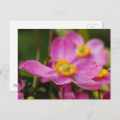 Pink Anemone Blume Postkarte (Vorne/Hinten)