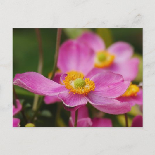 Pink Anemone Blume Postkarte (Vorderseite)