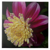Pink Anemone Dahlia Bloom Floral Fliese (Vorderseite)