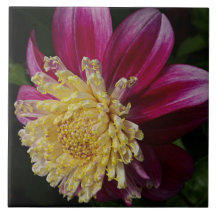 Pink Anemone Dahlia Bloom Floral